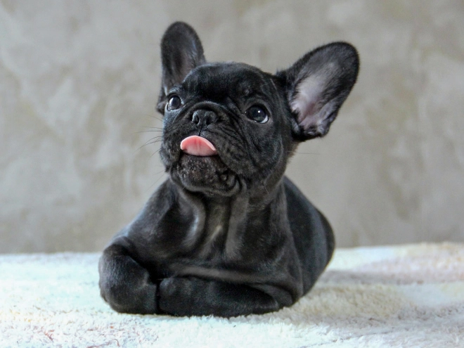 Französische Bulldogge Welpe kaufen