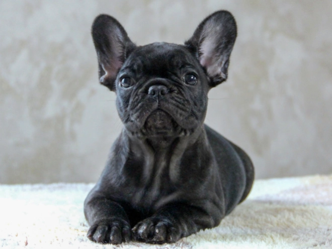 Französische Bulldogge Welpe kaufen