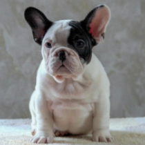 Dylan, white with markings Französische Bulldogge Welpen kaufen
