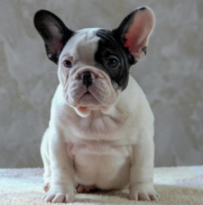 Perros Bulldog Francés en venta