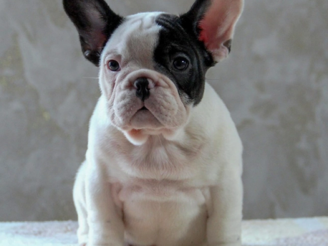 Französische Bulldogge Welpe kaufen