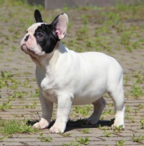 Französische Bulldogge Welpe kaufen