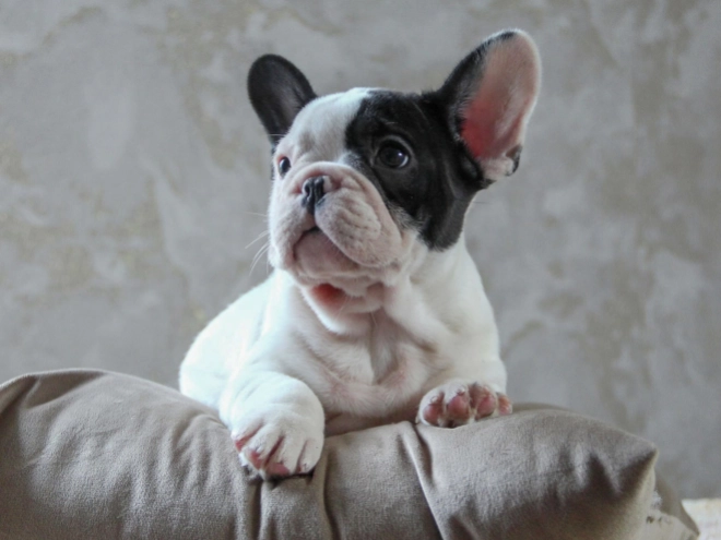 Französische Bulldogge Welpe kaufen
