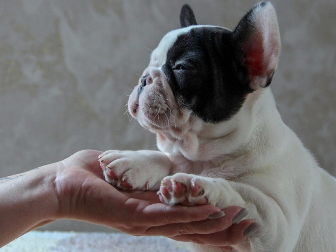 Französische Bulldogge Welpe kaufen