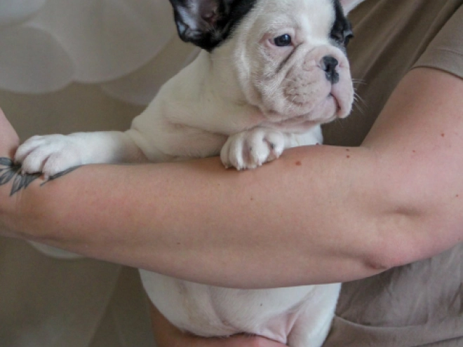 Französische Bulldogge Welpe kaufen