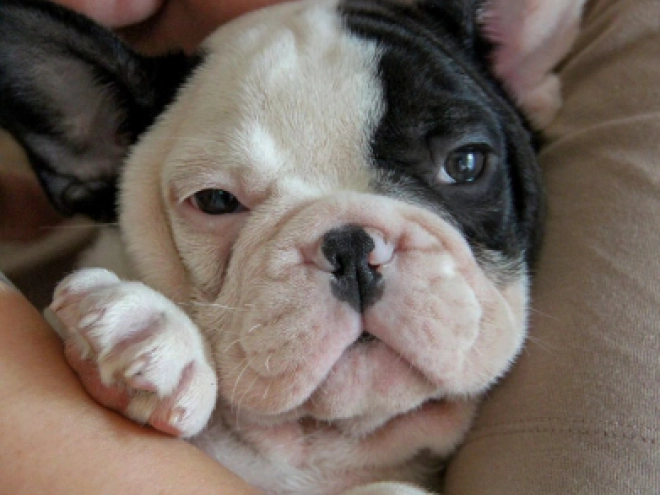 Französische Bulldogge Welpe kaufen