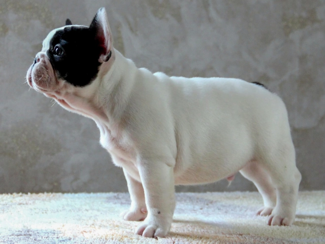 Französische Bulldogge Welpe kaufen