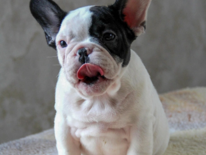 Französische Bulldogge Welpe kaufen
