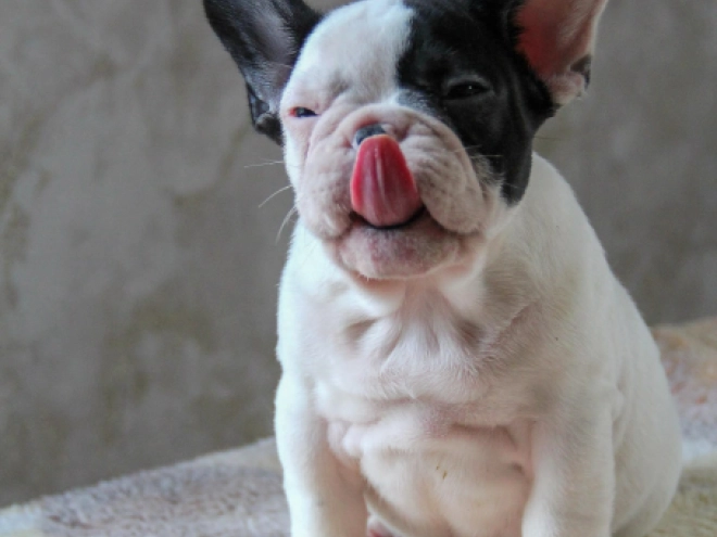 Französische Bulldogge Welpe kaufen