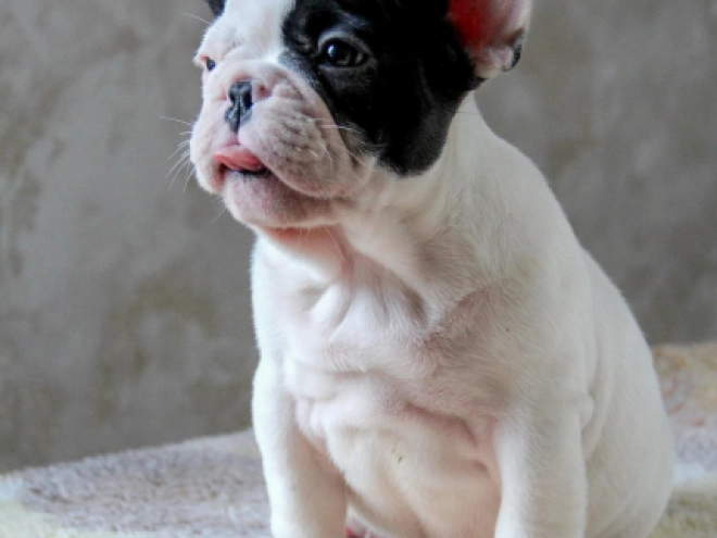 Französische Bulldogge Welpe kaufen