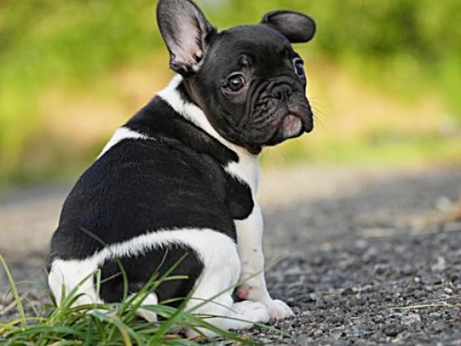 French Bulldog puppy for sale