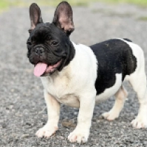 Etienne, pied French Bulldog for sale