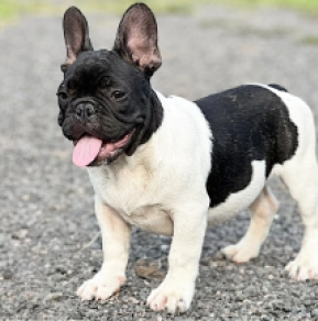 French Bulldog puppy for sale
