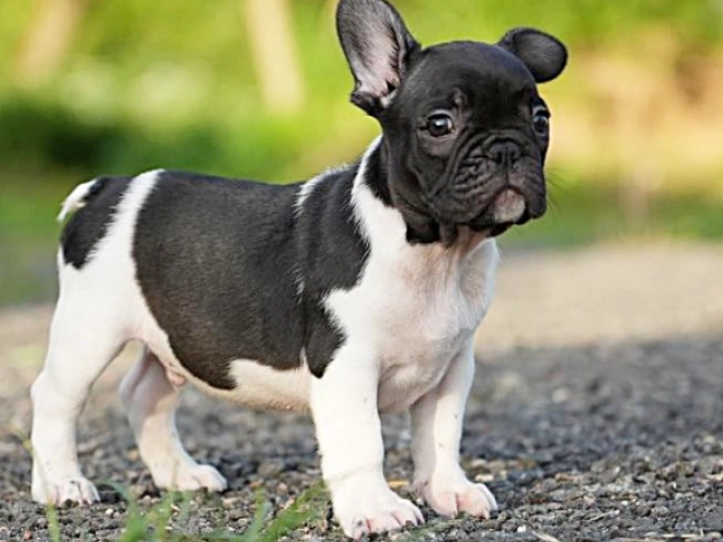 French Bulldog puppy for sale