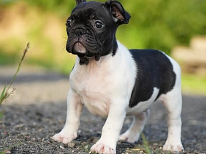 French Bulldog puppy for sale
