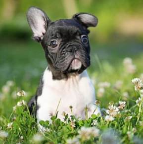 French Bulldog puppy for sale