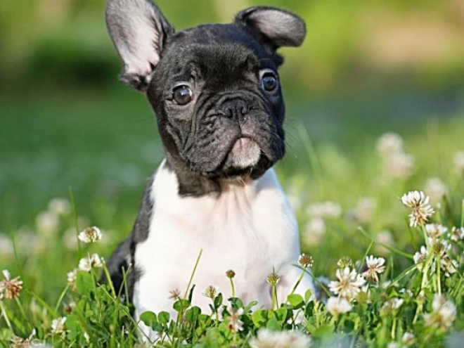 French Bulldog puppy for sale