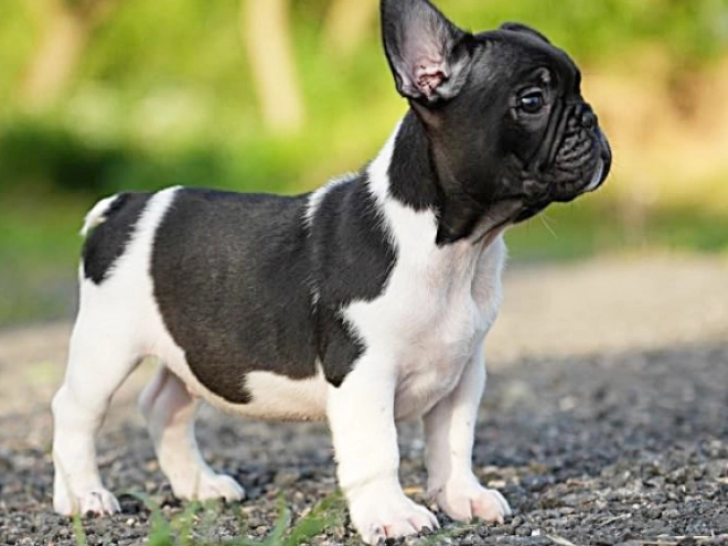 French Bulldog puppy for sale