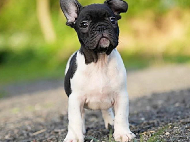French Bulldog puppy for sale