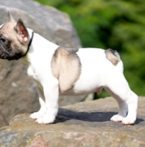 Tan French Fawn White French Bulldog And Tan Bulldog Frances Fawn
