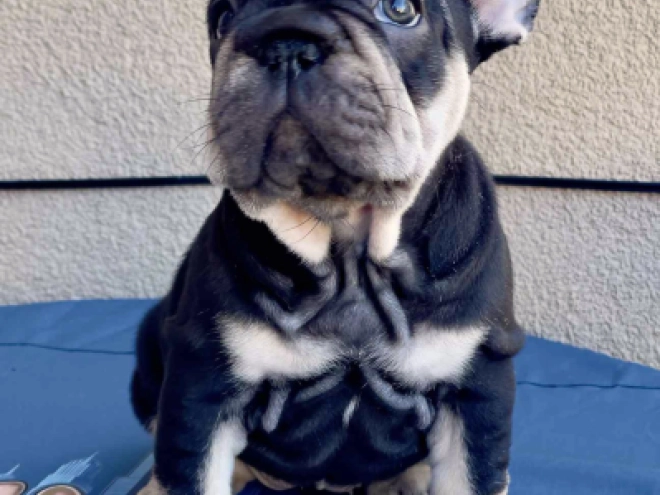 Perros Bulldog Francés en venta