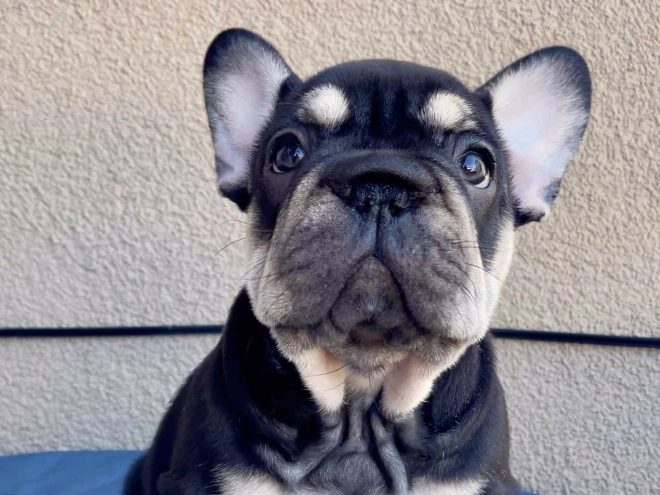Perros Bulldog Francés en venta