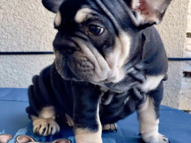 Perros Bulldog Francés en venta