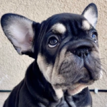Sunbird, black and tan French Bulldog for sale