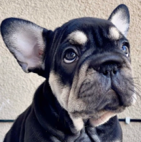French Bulldog puppy for sale