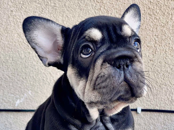 Perros Bulldog Francés en venta