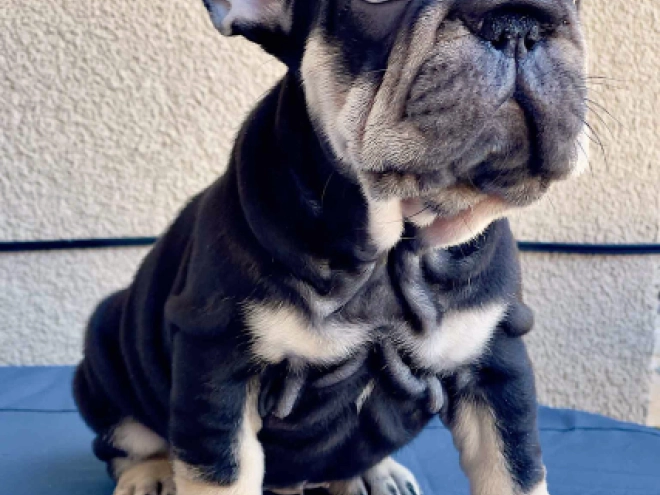 Perros Bulldog Francés en venta