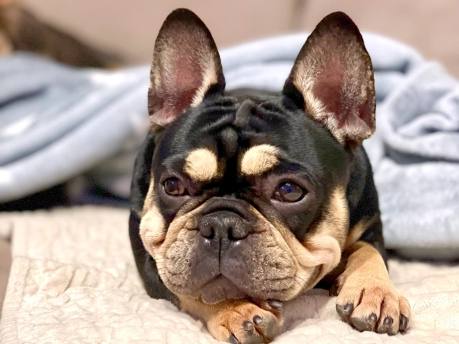 Perros Bulldog Francés en venta