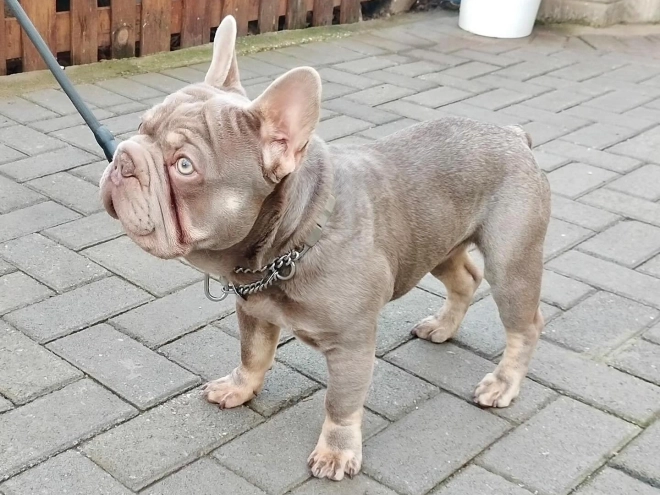 Perros Bulldog Francés en venta