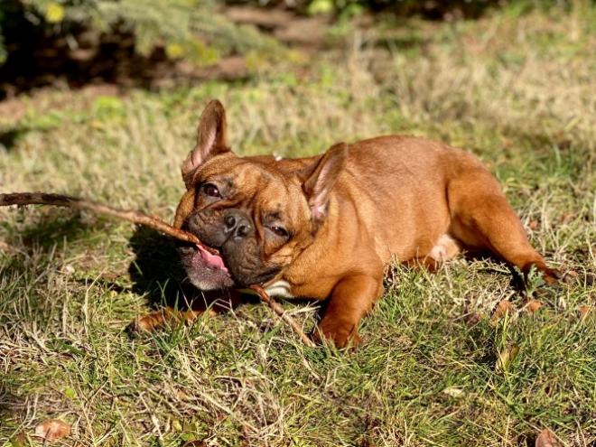 Französische Bulldogge Welpe zu verkaufen