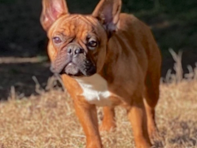 Französische Bulldogge Welpe zu verkaufen