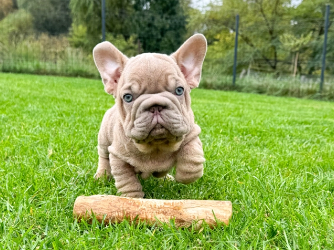 Perros Bulldog Francés en venta