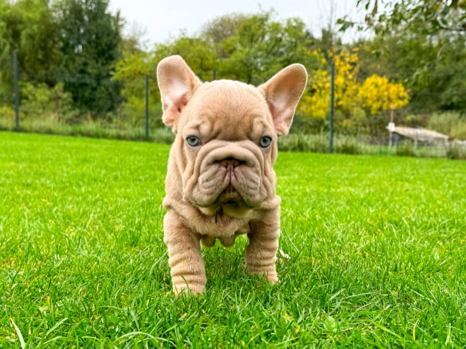 Perros Bulldog Francés en venta
