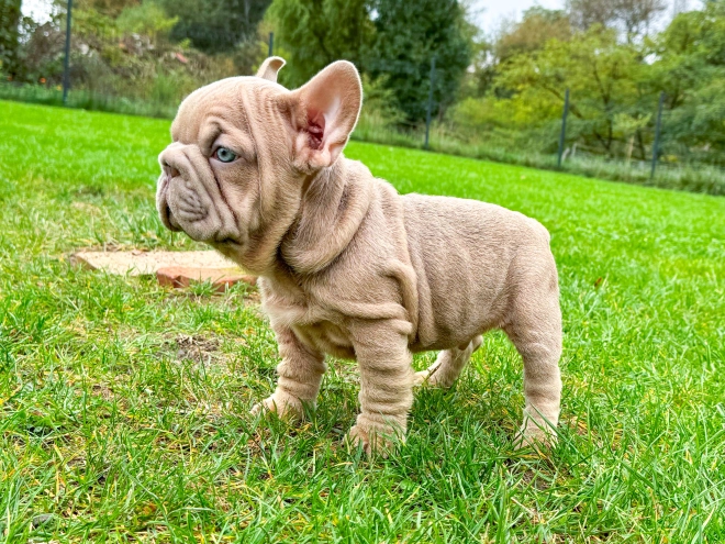 Perros Bulldog Francés en venta