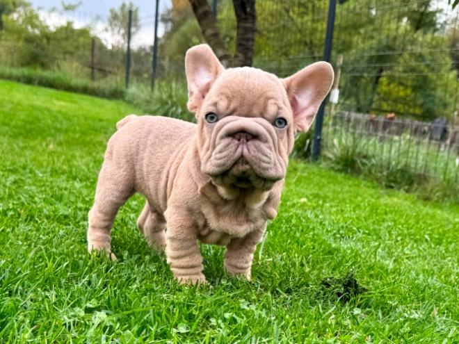 Perros Bulldog Francés en venta