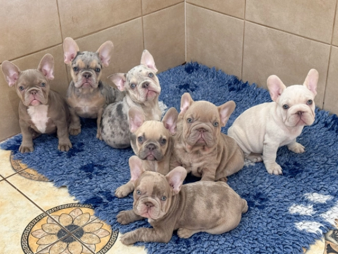 Perros Bulldog Francés en venta