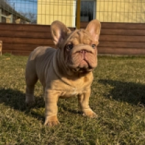 Französische Bulldogge Welpe zu verkaufen