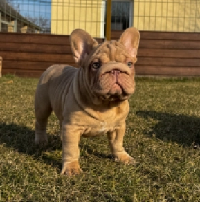 Perros Bulldog Francés en venta