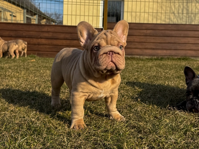 French Bulldog puppy for sale
