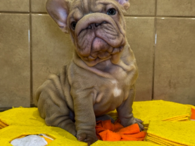 French Bulldog puppy for sale