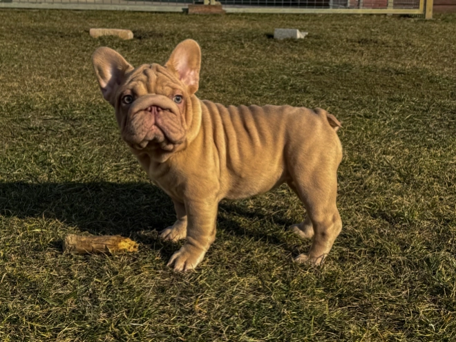 French Bulldog puppy for sale