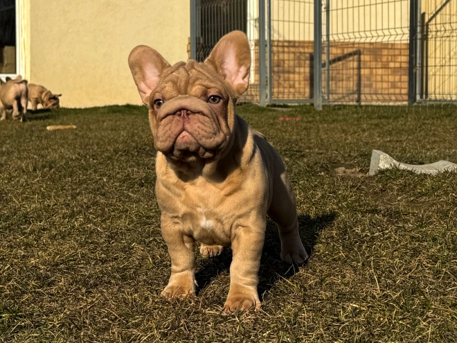 French Bulldog puppy for sale