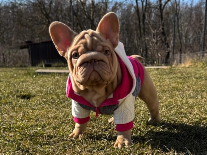 French Bulldog puppy for sale