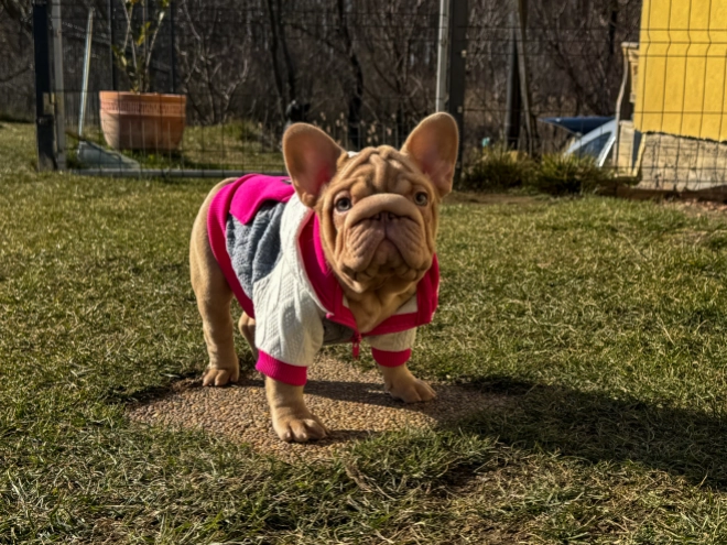 French Bulldog puppy for sale