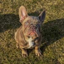 Französische Bulldogge Welpe zu verkaufen