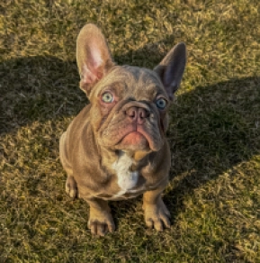 Perros Bulldog Francés en venta
